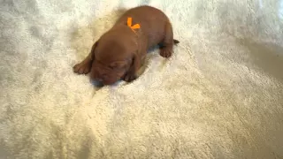 Orange, 1 week old Hungarian Vizsla puppy.