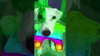 Зелёная собака, попито забирака 🥵🥴😡😔😏