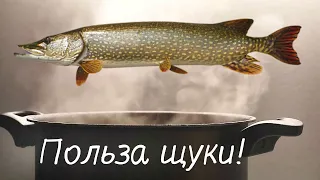 Вот что будет если 1 раз в неделю есть мясо щуки! Польза мяса щуки для организма человека!?