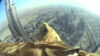 Dubai World Record Eagle Flight