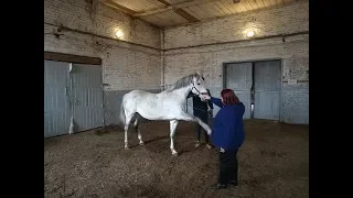 Знакомство с лошадями на Калгановском конном заводе