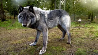 The Largest Wolf in the World is His Pet!