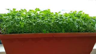 How to Grow Parsley in Pots 🌿 Growing parsley on the balcony