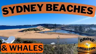 Drone Horizon - Sydney Beaches & Whales