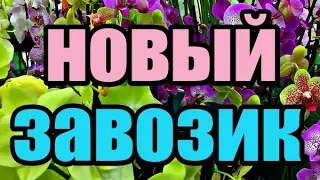 🌸Продажа орхидей по Украине. Отправка в любую точку.(завоз 13 сент. 19 г.) ЗАМЕЧТАТЕЛЬНЫЕ КРАСОТКИ