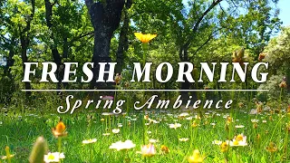 🌿🌞Begin Your Day with the POSITIVE ENERGY of Healing Spring Sounds🌿Fresh Morning Ambience Meditation