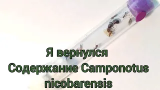 Содержание реактивных муравьев Camponotus Nicobarensis. Для новичков.