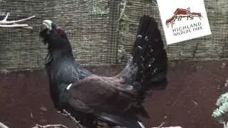 Capercaillie at the Highland Wildlife Park - Love Your Wildlife Park 2013