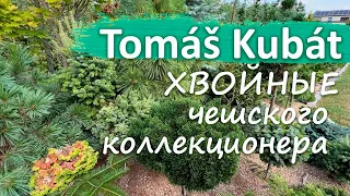 Tomáš Kubát| КОЛЛЕКЦИЯ РЕДКИЕ ХВОЙНЫЕ НА ШТАМБЕ ИЗ ЧЕХИИ