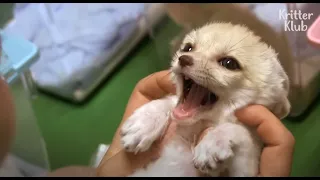 Super Cute Fennec Fox Failed In Getting Along With Dogs And Cats ;( | Kritter Klub