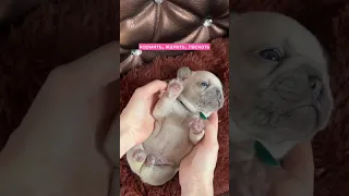 Щенок французского бульдога разговаривает со своим хозяином 🐶