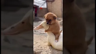 #cute puppy 🐶 with swan 🦢 #trending #viral #shorts #funny puppy video #cute swan 🦢with puppy 🐶