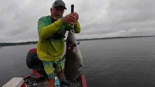 Big Channel Cats Casting Gulp Shrimp, Lake Murray