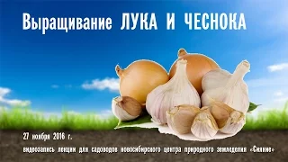 Выращивание лука и чеснока методами природного земледелия