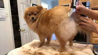 Unveiling the Easiest Way to Groom Your Pomeranian Puppies at Home