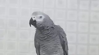 so cute &funny#video #parrot #viral
