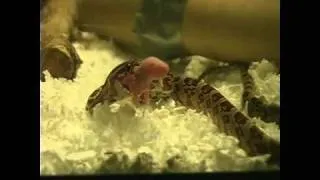 John's Corn Snake Eating Newborn Mouse Alive