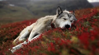 Wolf Wallpaper Slideshow - When A Dog Loves You [HD] | Lana Del Rey - Cola (Kristijan Majic Remix)