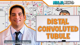 Renal | Distal Convoluted Tubule