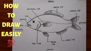 how to draw and label diagram of Fish easily - step by step / How to draw Fish in just 5 minutes