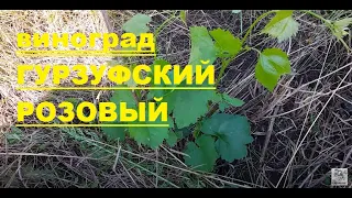 Виноград от которого мы отказываемся!