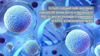 Endoplasmic reticulum stress reduces PGC-1α in skeletal muscle through ATF4 and the mTOR-CRTC2 axis