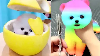 Tik Tok Chó Phốc Sóc Mini 😍 Funny and Cute Pomeranian 72