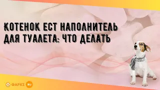 Котенок ест наполнитель для туалета: что делать