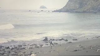 OFF THE ROCKS | Surfing Big Sur