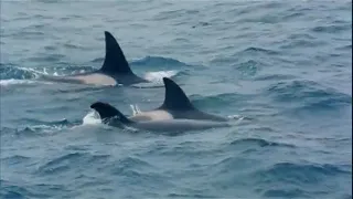 Wild Russia   Kamchatka 1080p 1 3