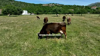 AKTUALE - Ferma e lopëve e familjes Puraj