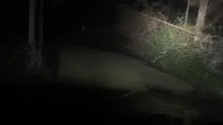 Ночные покатушки в лесу