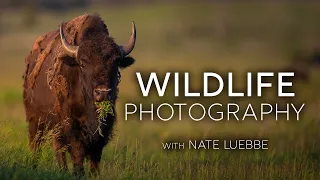 Wildlife Photography in Grand Teton National Park with Nate Luebbe