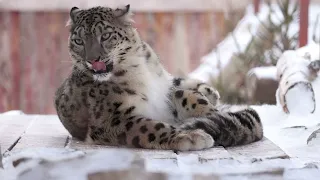 Snow leopard Aksu | Снежный барс Аксу