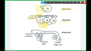 Endocrine Biochem - Introduction To Endocrinology - Mutah