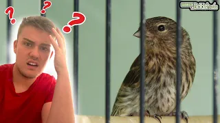 WHY do Redpolls do this?! | Breeding British Birds S2:Ep13