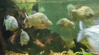 Piranha Fütterung / Piranha feeding / Nourrir les piranhas