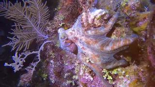 A Hunting Octopus in Roatan