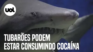 Tubarões podem estar consumindo cocaína jogada no mar nos EUA