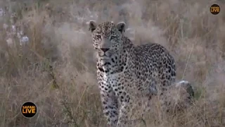 Pt 1 Safari Live's Sunrise Safari Drive at 6:30 AM on May 05, 2018 ( Tingana )