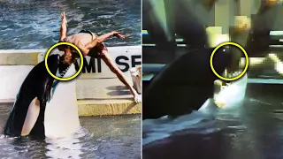 The Horrific Truth behind Hugo and Lolita the Orcas: 2 Episode Special