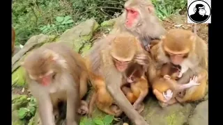 Save Monkey 03 / Feeding monkeys in the wild Full HD 1080p