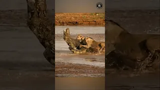 Lions Attack Crocodile To De@th (Lion vs Crocodile Fight) #shorts