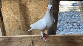 White racing homers/Racing pigeons, first morning release