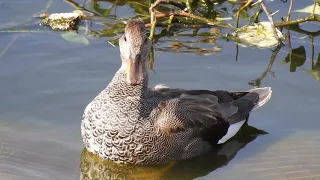 Gadwall