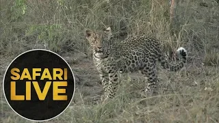 safariLIVE - Sunset Safari - May 28, 2018