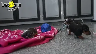 Playful Mini Dachshund Puppies