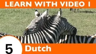 Learn Dutch with Video - How to Talk About Safari Animals in Dutch