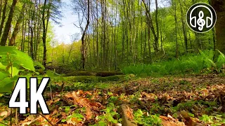 Morning birdsong in the spring Caucasian forest. 12 hours for sleep and relaxation.