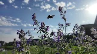 Bees in the Springtime